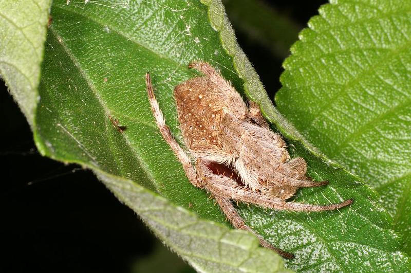 Eriophora_transmarina_D7814_Z_88_North Stradbroke island_Australie.jpg